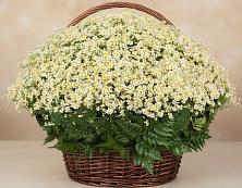 Цветочная композиция из Ромашки в корзине #REPLACE_PRED# Архаре