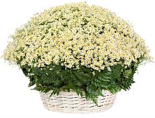 Цветочная композиция из Ромашки в корзине #REPLACE_PRED# Архаре